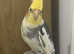 Baby male cockatiel for sale
