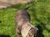 2 mini Dachshund older pups.