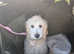 Goldendoodle f1**reduced**