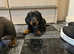 Mini daxi pups for sale
