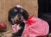 Adorable Cockapoo F1 Female puppies