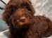 **LAST BOY****PRICE NOW REDUCED - Cute Brown Cavapoo x Cockapoo (Cavockapoo) in Evesham