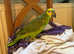 Blue fronted Amazon 1 yr old