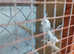 2 cockatiels for sale 6 months old £60 each