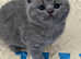 British shorthair kittens