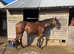 Safe chunky TB mare 15.2 6 years old allrounder in work project