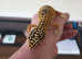Leppard geckoes for sale