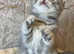 1 BEAUTIFUL BOY AVAILABLE TICA CHAMPION LINES