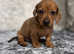 Miniature dachshund puppy for sale