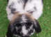 Beautiful Mini Lop Boy
