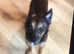 chihuaha-cross-jack-russel