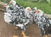 Pure Breed female chicken pullets