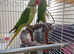 Alexandrine parrot (Pair)