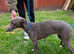 Two lurcher pups