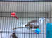 Trio of pied ringneck doves