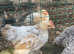 Free chicks for a good home