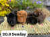 Baby guinea pigs for sale Sheffield ready now and shortly