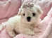 Tiny Exquisite Korean Maltese