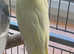 cockatiels fallow and whiteface male