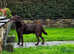 Chunky chocolate health tested hip/elbow scored Labrador puppies