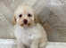 REDUCED Russian champion toy maltipoo puppies available