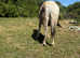 Zack cob / welsh d appaloosa