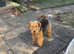 Welsh Terrier