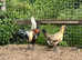 Pair of rare breed chickens