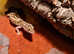 Leopard Gecko