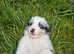 Border collie pups for sale
