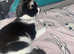Quater siamise cat