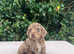 Beautiful cockapoo puppy's