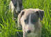 Stunning Male Whippet Puppies
