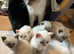Colourpoint British shorthair