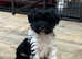Tibetan Terrier Puppy.
