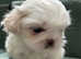 Stunning Pekingese Puppies
