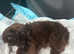 2 Females for Sale
