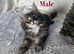 Beautiful pedigree Maine coon kittens