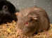 Silver albino fox guibea pig sow 8 weeks