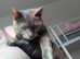 2 8month old female kittens looking for a new home