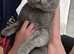 British shorthair for sale