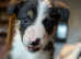 3male border collie puppies