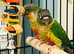 Beautiful baby yellow sided conure Talking parrot