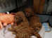 KC Red Toy poodle puppies first vaccination completed and vet health check