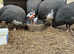 Guinea fowl hatching eggs