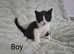 Beautiful kittens ready for new homes