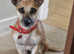 Jack Russell