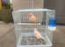 Beautiful Canaries for sale