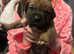 English mastiff x Belgian malinois