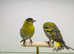Siskins